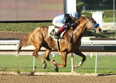 Brad Free's Santa Anita Horses to Watch for week of Feb. 22, 2024