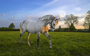 Multiple Grade 1 winner Frosted euthanized at age 14 due to laminitis