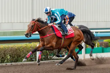 Romantic Warrior impresses in preparation for FWD Champions Day