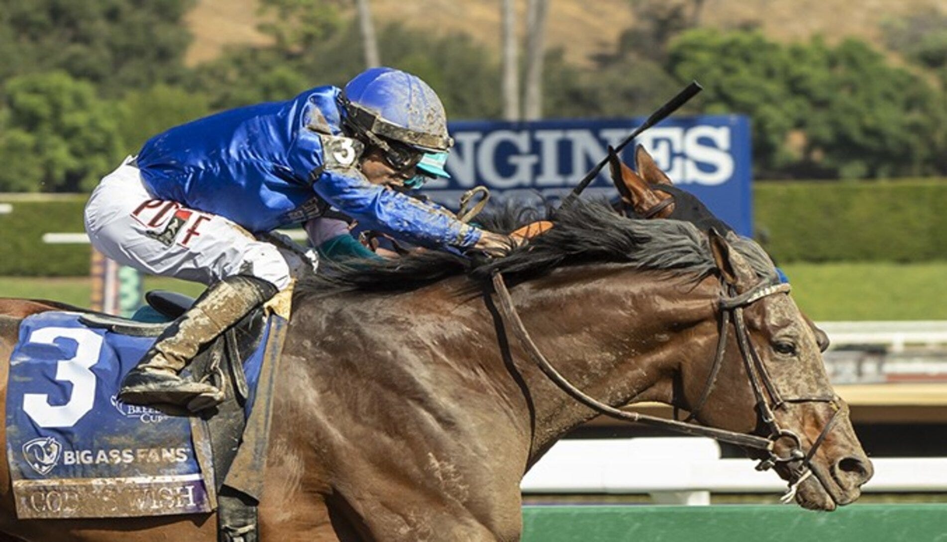 Breeders' Cup 2024 - News, Results And Entries | Daily Racing Form