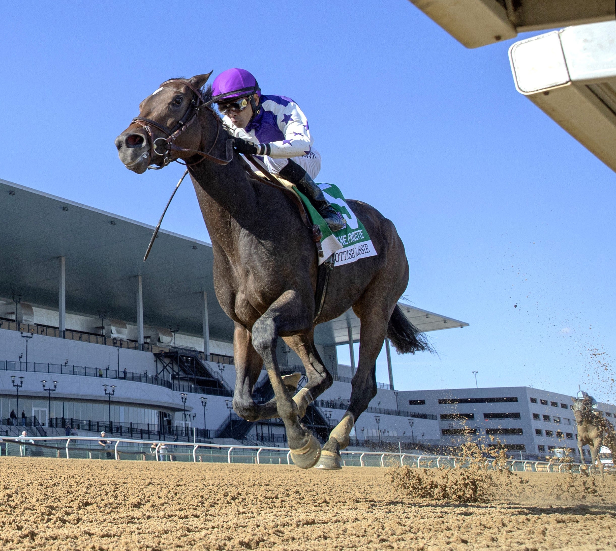 Lassie and timmie christmas