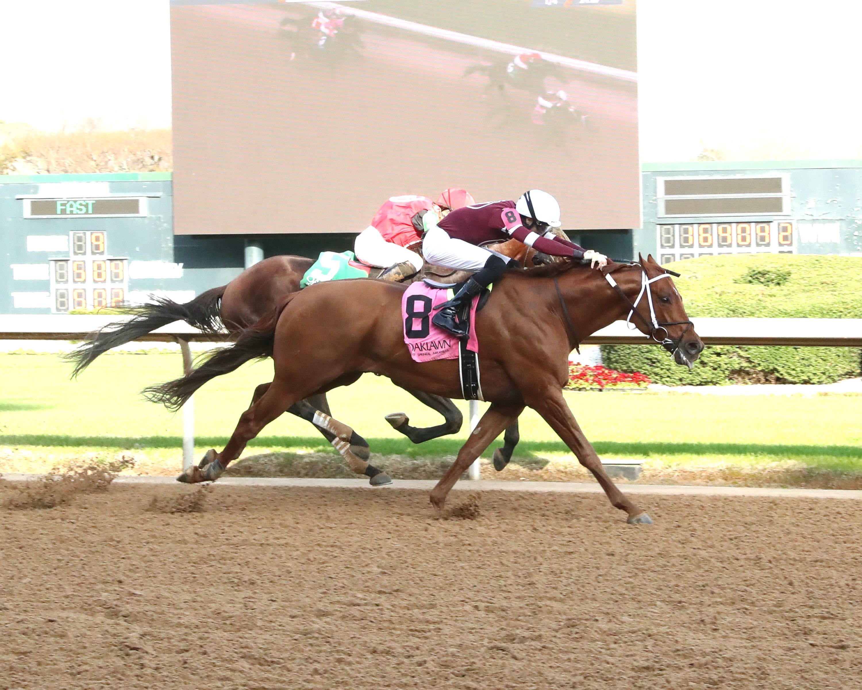Disarm ready to return to graded-stakes company