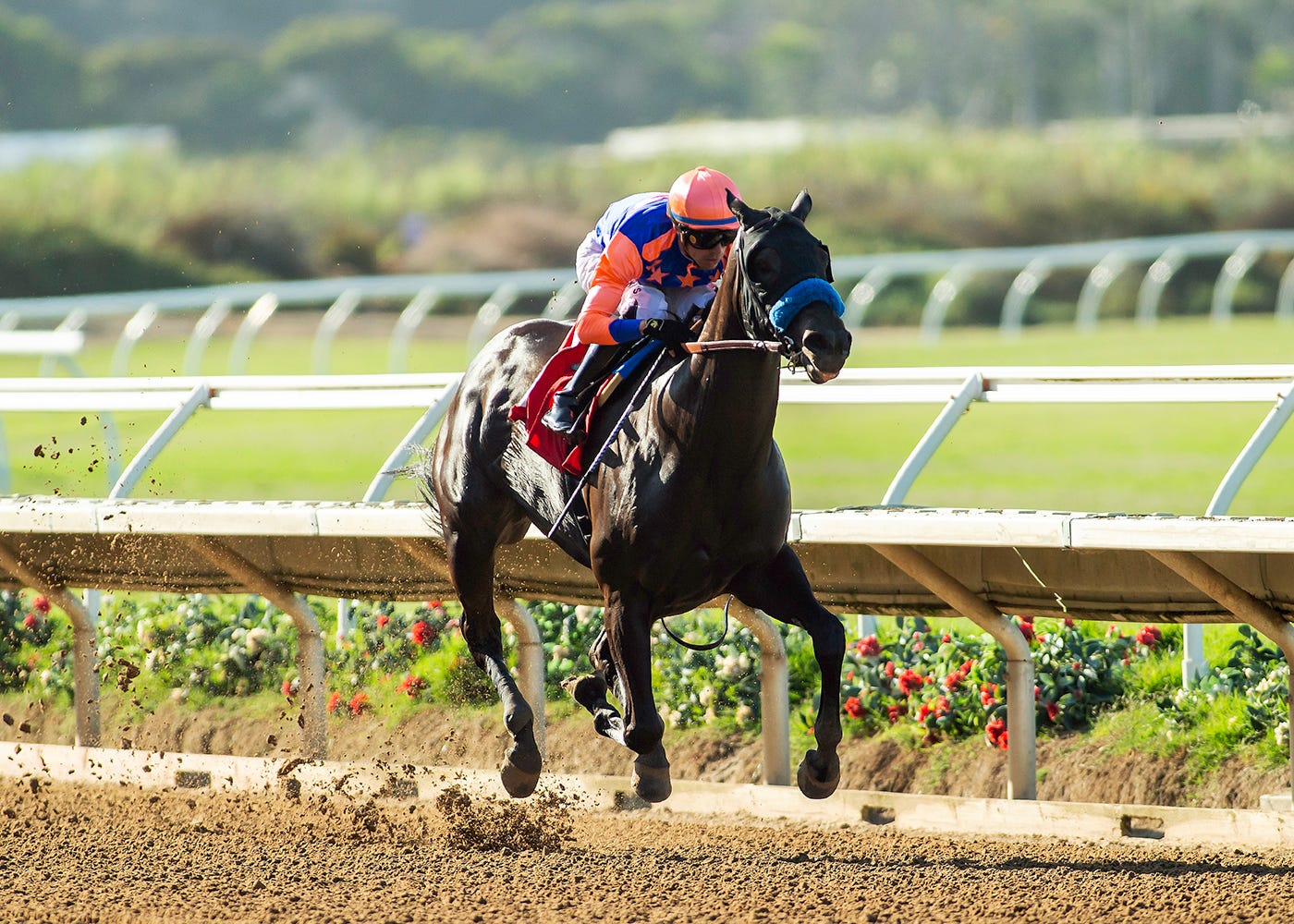 Splendora affirms Baffert's grip on older female division with ...