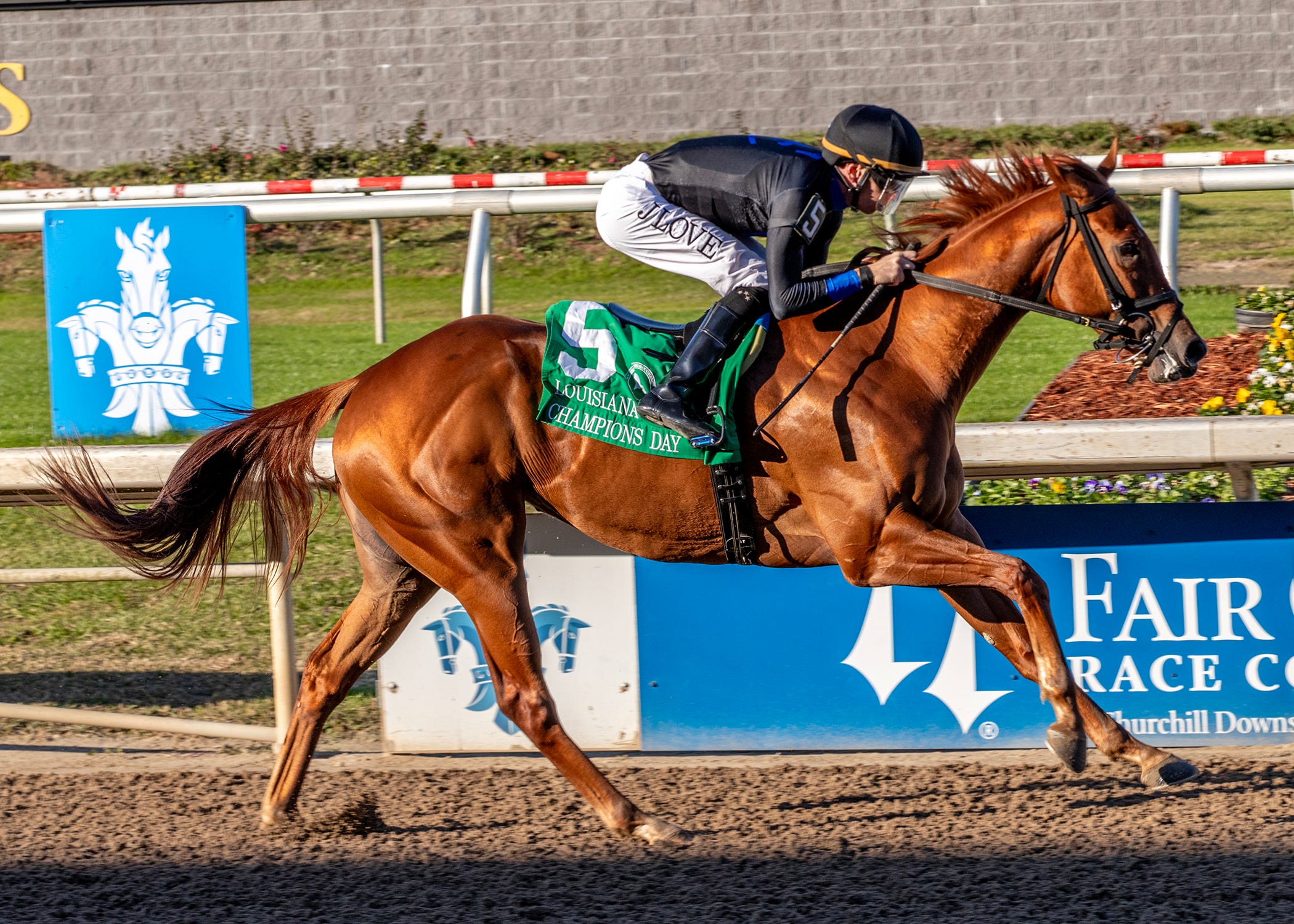 Little Miss Curlin stays unbeaten in Champions Day Lassie