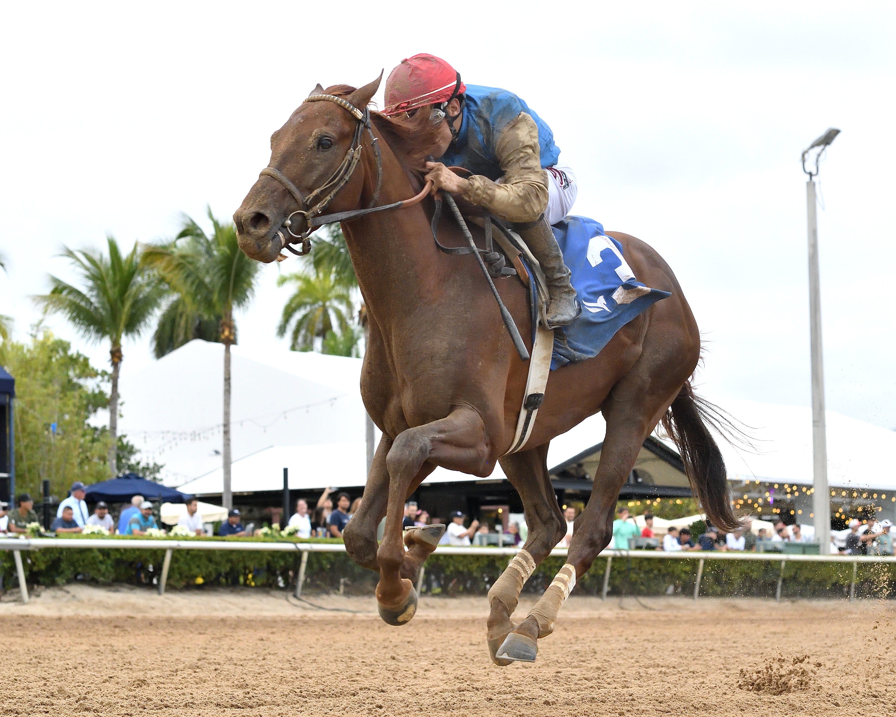 Debut winner Thunderously sidelined