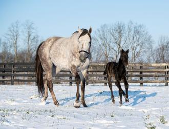 Swing of Luck with her foal, Authentic's first, at Taylor Made Farm