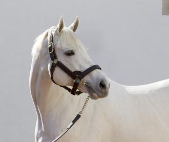 Tapit's influence growing even deeper