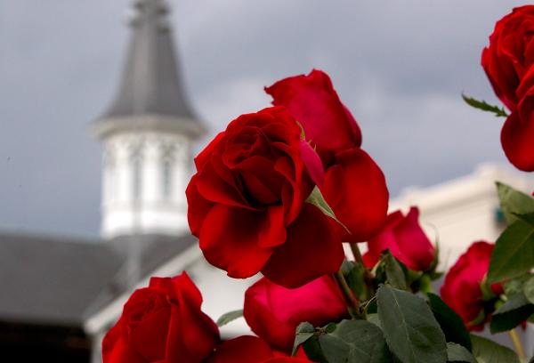 Churchill Downs roses and spires, Kentucky Derby