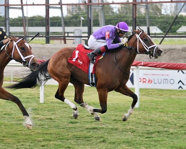 Shifty She Brings Winning Habit Top Figures Into Monroe At Gulfstream