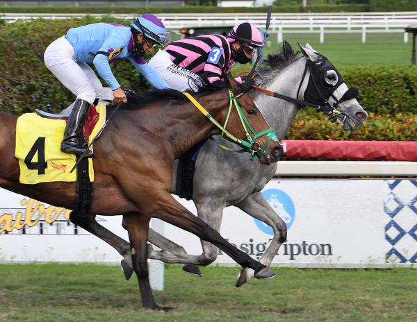 Drf S Horse Racing Playbook For Thursday July 1 2021