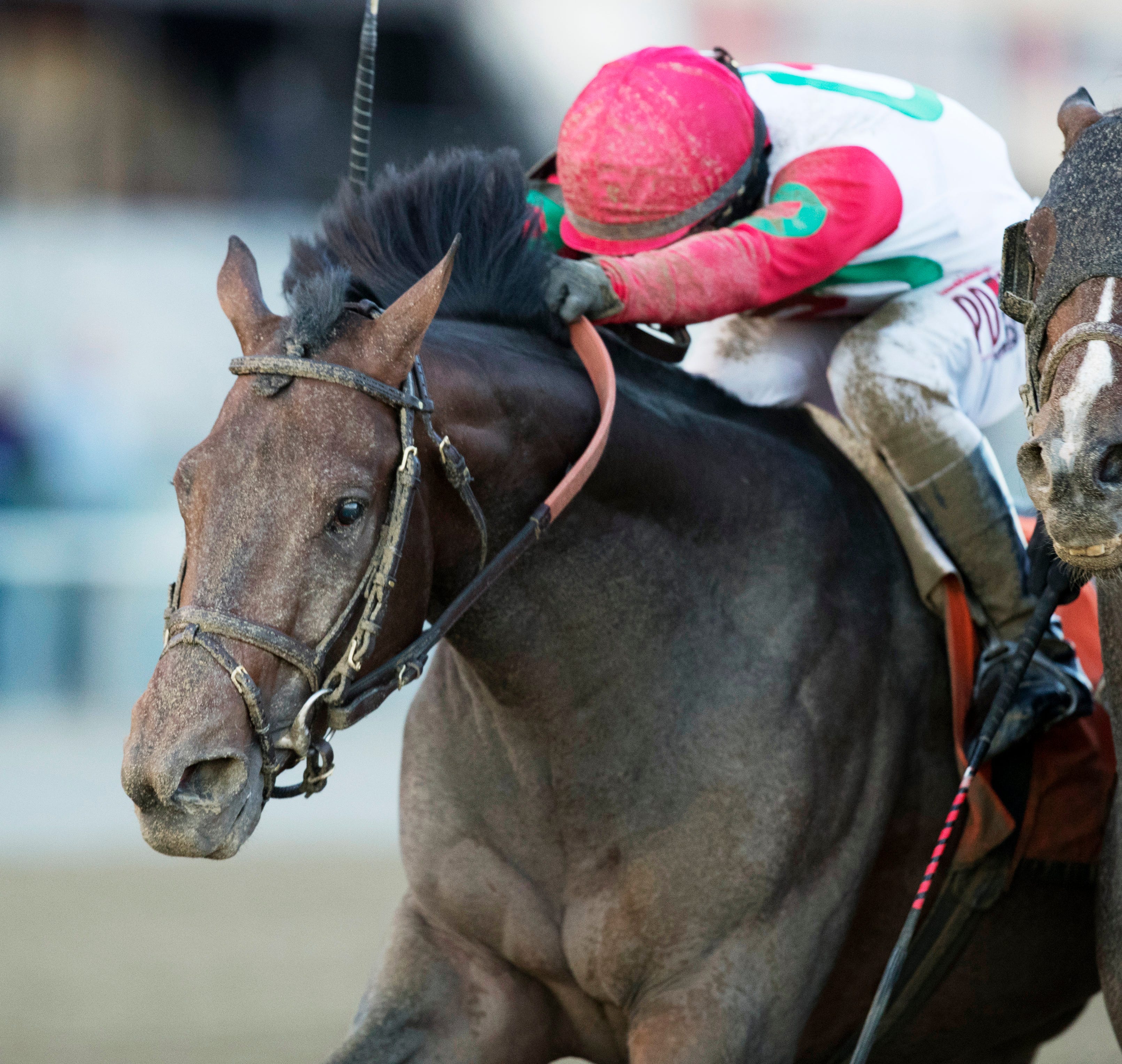 As Belmont opens, look for a lot more turf racing
