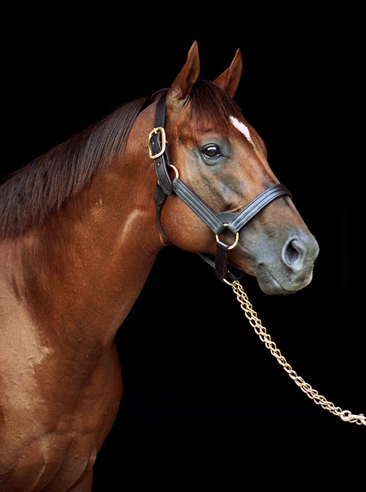 WinStar anunció el pase a retiro del trascendente semental Distorted Humor