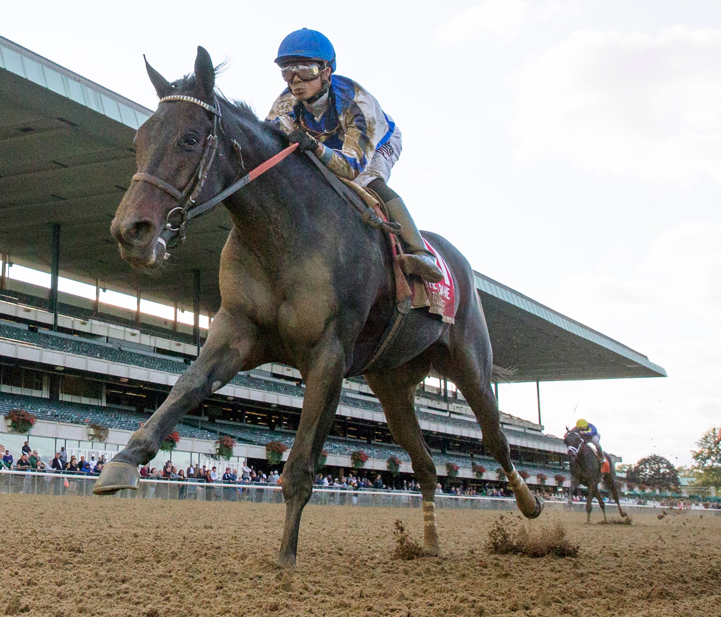 Distorted Humor a standout broodmare sire