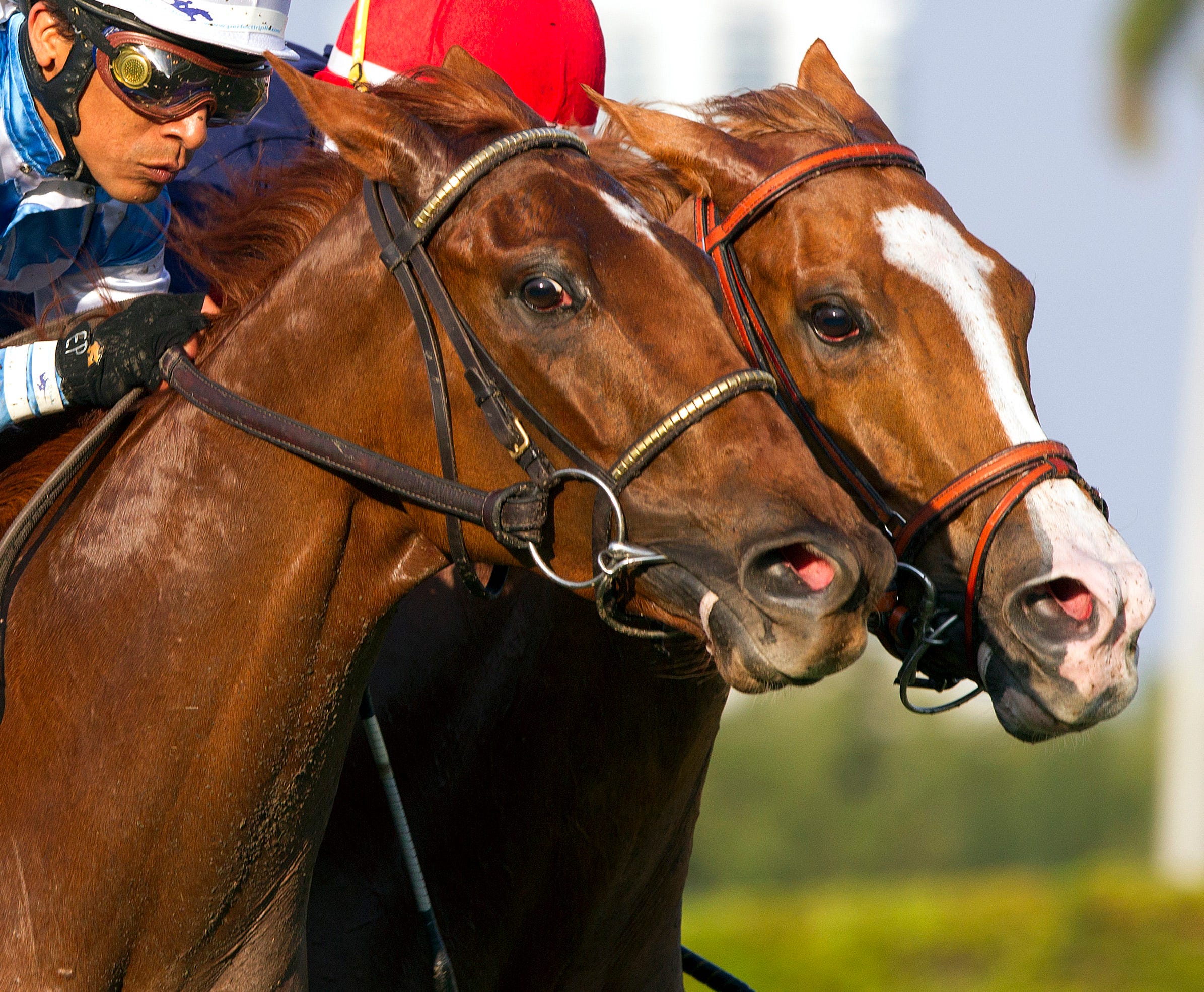 Gulfstream Park: Free as a Bird capable closer in turf sprint