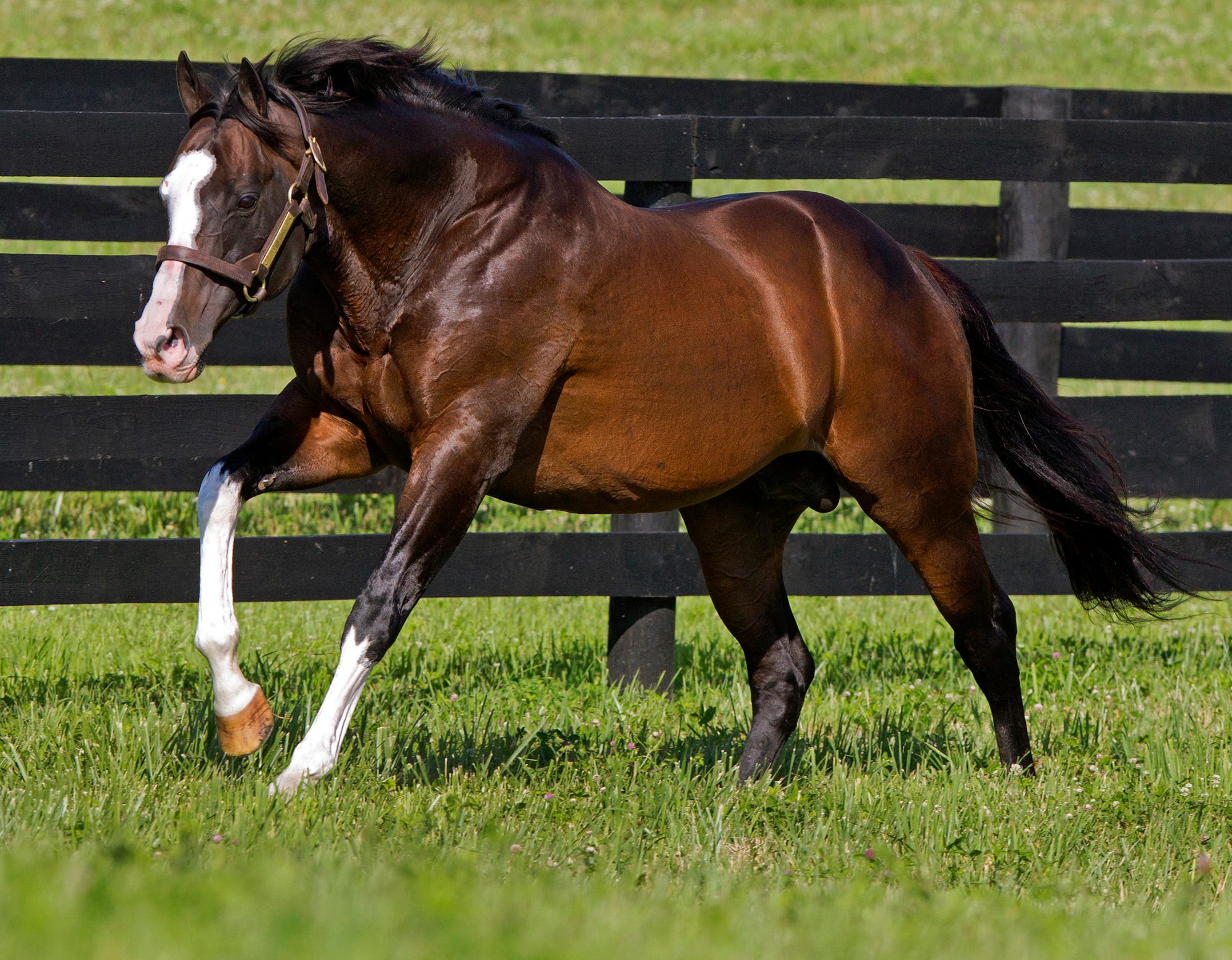 New York stallions: Freud continues his dominance