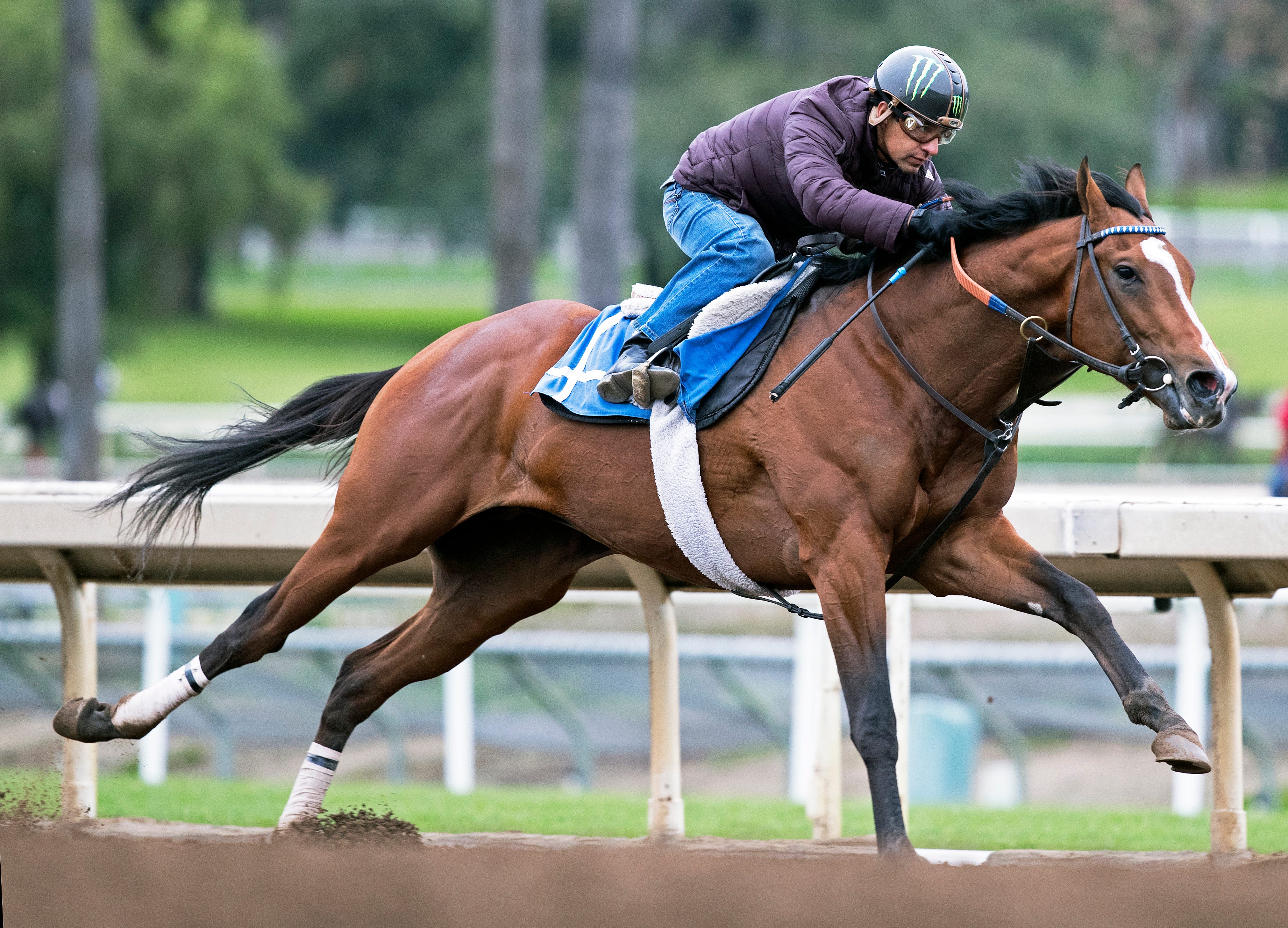 Kentucky Derby pedigree profile Gormley