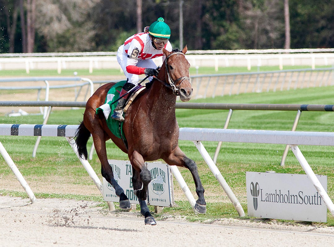 Full field entered for Tampa Bay Derby despite rainy forecast
