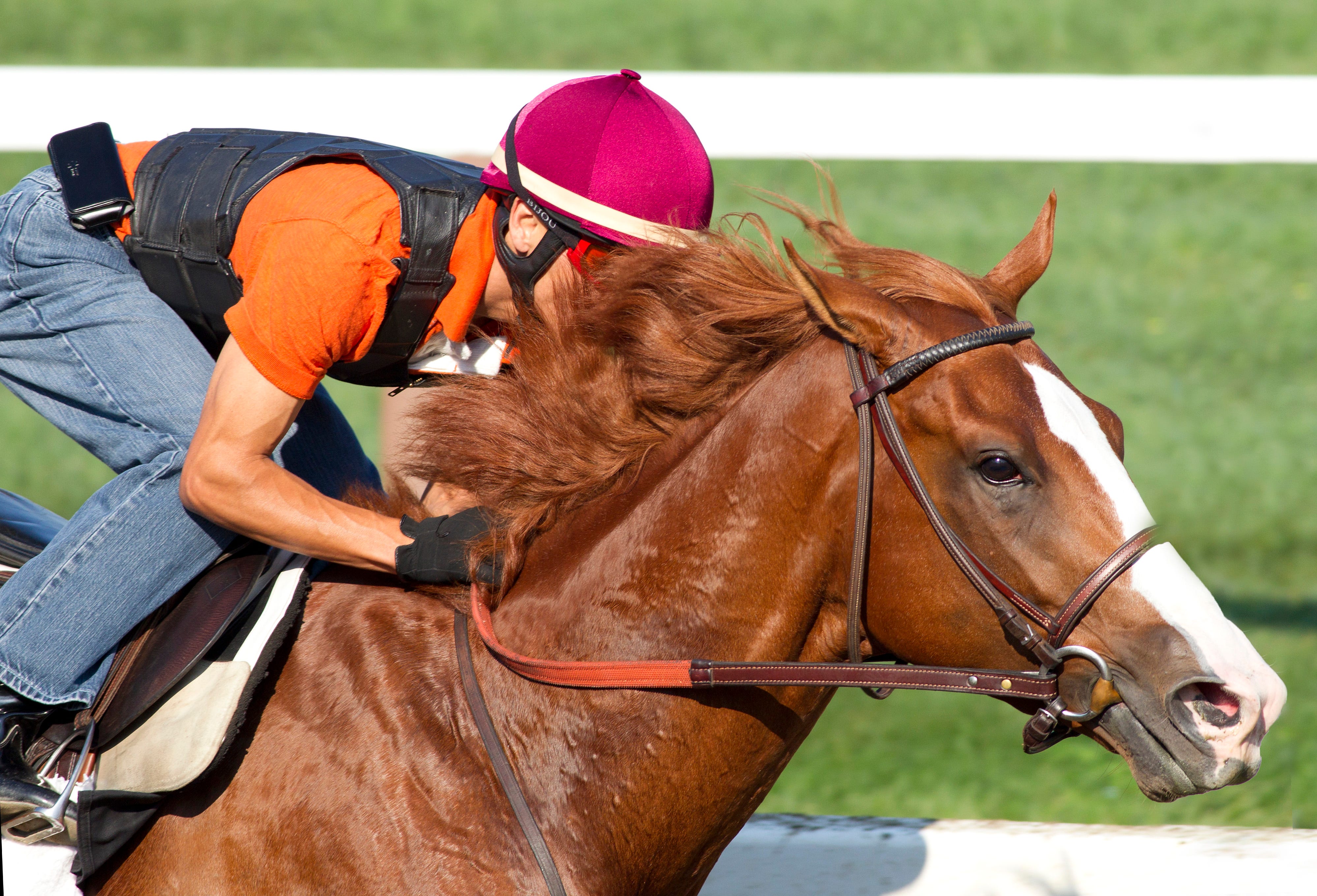 Shackleford Racehorse