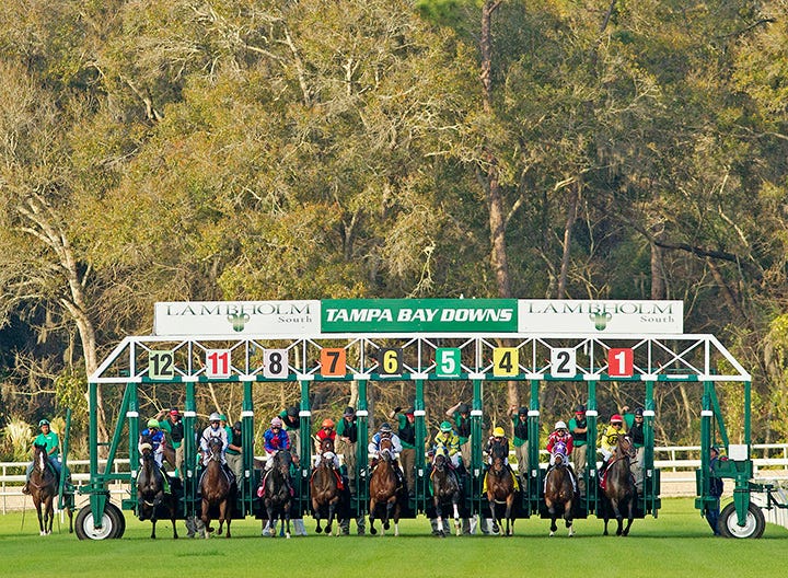DRF's Horse Racing Playbook for Sunday, February 1, 2026
