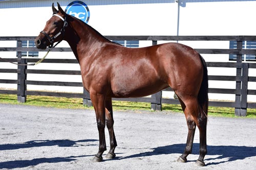 Harness: Record gross set for yearling-only catalog at Standardbred Horse  Sale
