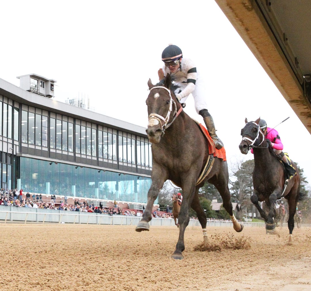 Last Samurai wins Razorback Handicap at OP Feb 18 2023