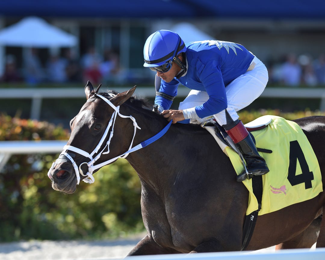 Choose Joy, who returned from a 17-month layoff in March, has never finished worse than second in seven starts over the Gulfstream turf course.