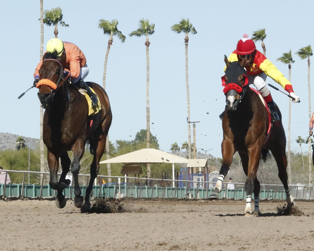 Ramblin' Man beats Annie's Boy by a nose in the Cactus Wren on Feb. 25 at Turf Paradise. They meet again in the Lyman & Bradley Rollins.