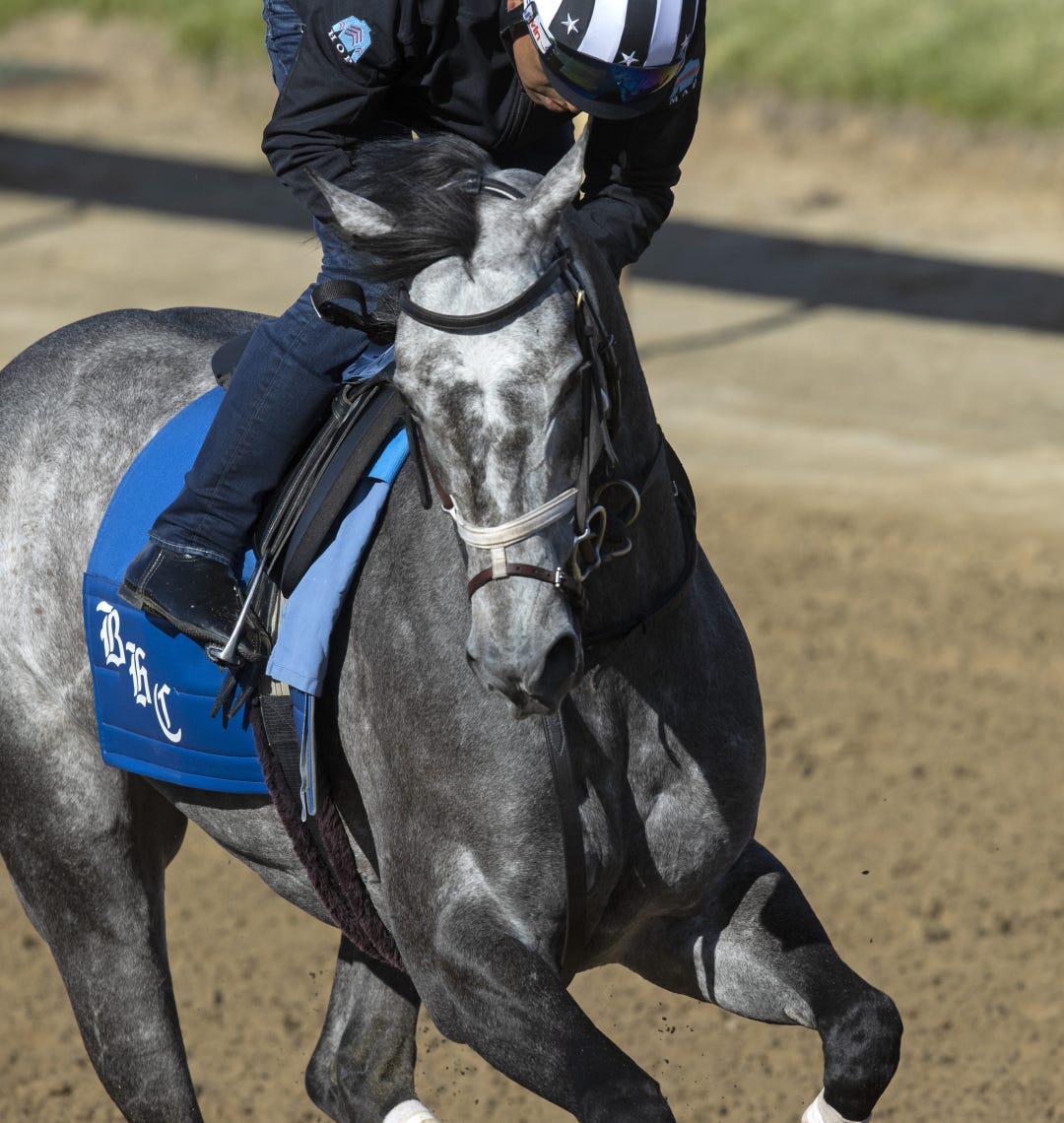 Caravel, training Tuesday at Churchill, has beaten the boys in her last two races, the Breeders' Cup Turf Sprint and the Grade 2 Shakertown.