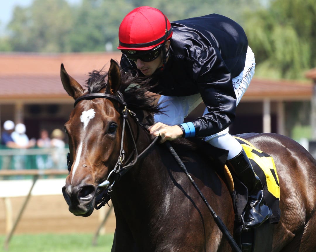 Surprisingly faces four runners from the barn of Chad Brown in the Beaugay on Sunday.