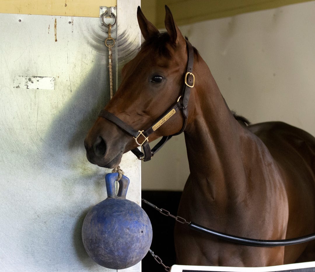 Nest at BEL June 11 2023