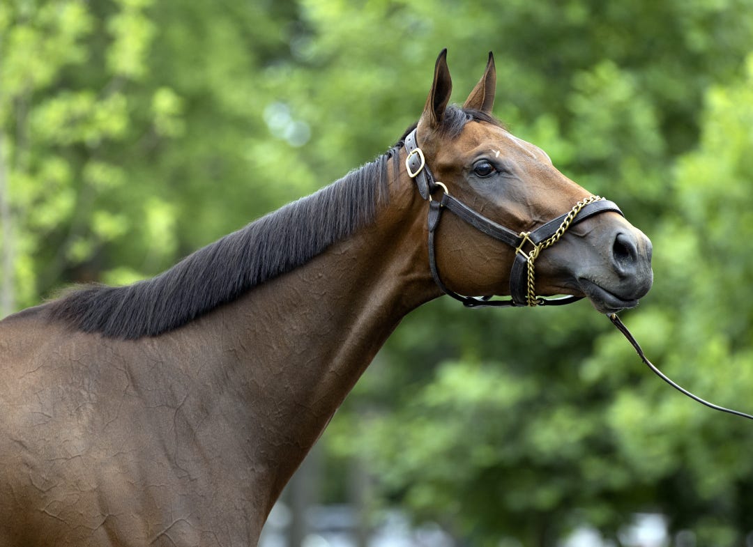 Nest at SAR July 16 2023