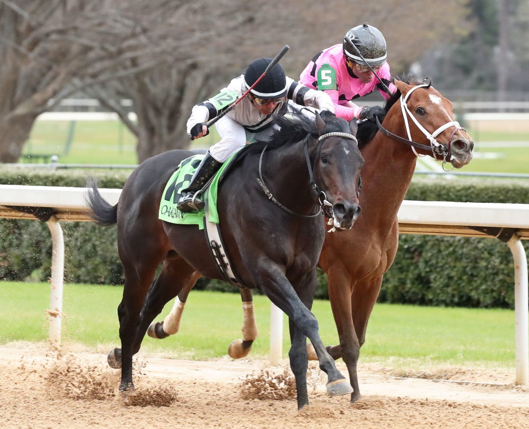 Nautical Star (left) wins maiden at OP Feb 18 2023