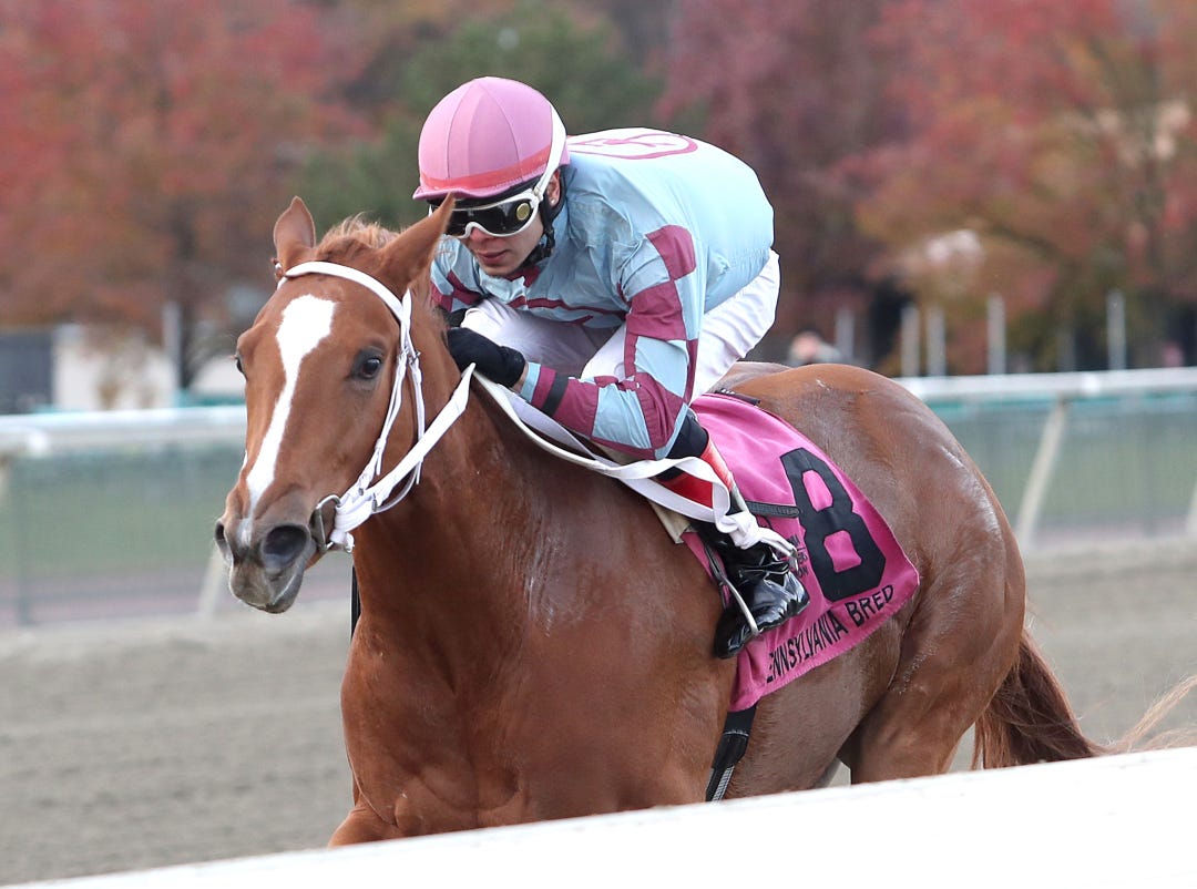 Aoife's Magic wins at PRX Nov 15 2023