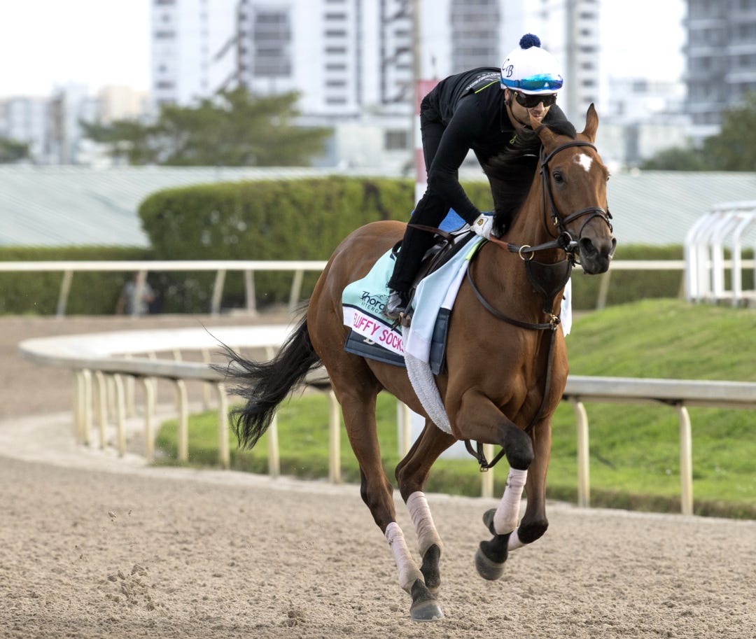 Fluffy Socks trains at GP Jan 24 2024