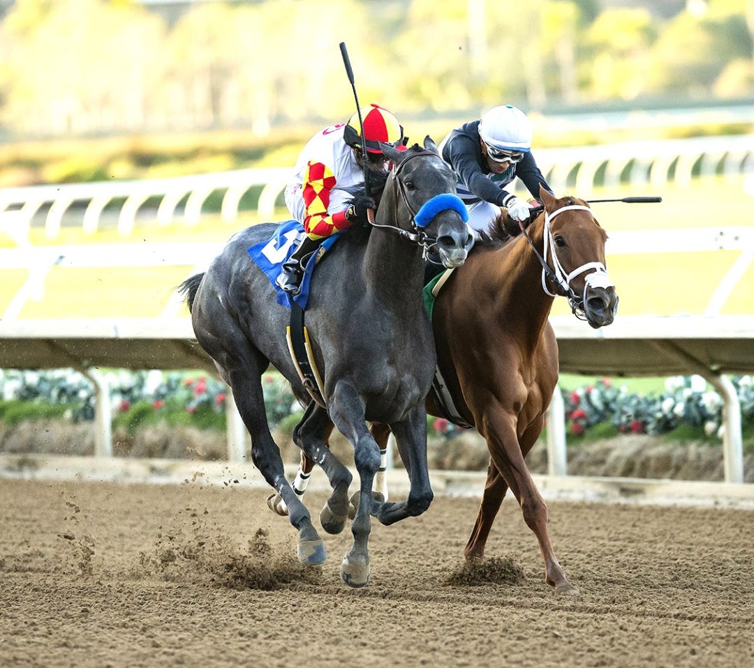 Fun to Dream (left) beats Taming Tigress in Betty Grable at DMR Nov 13 2022