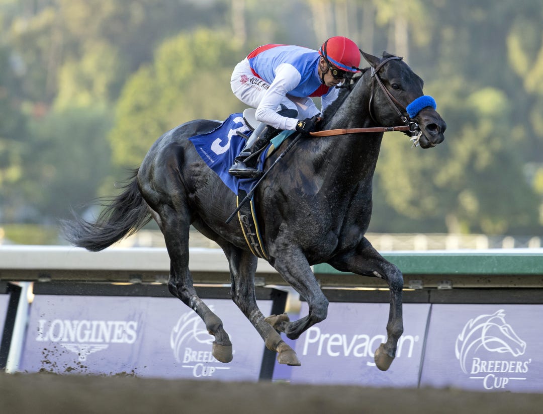 Hejazi wins at SA Nov 3 2023
