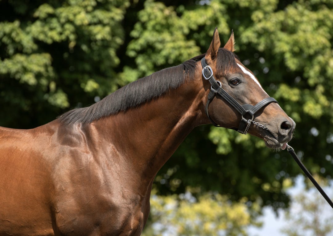 Mucho Macho Man Sept 18 2023