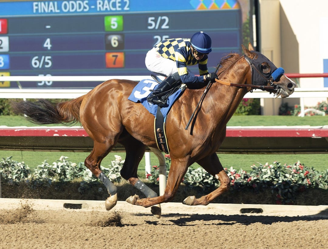 Pilot Commander wins debut at SA Nov 11 2023