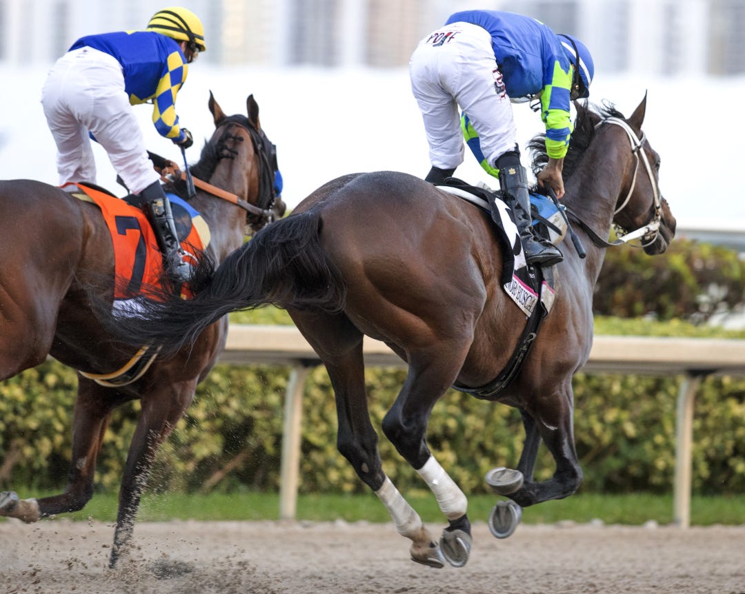 Senor Buscador (right) during Pegasus World Cup at GP Jan 27 2024