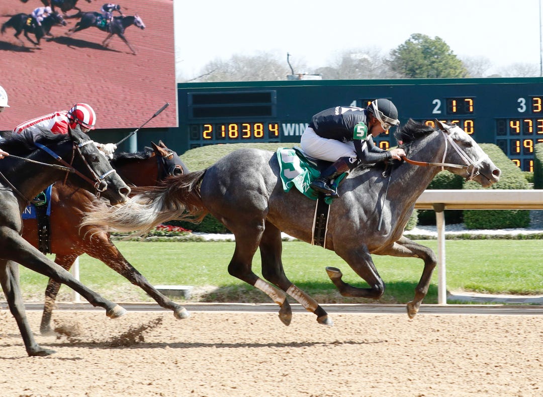 Seize The Grey wins at OP Feb 24 2024