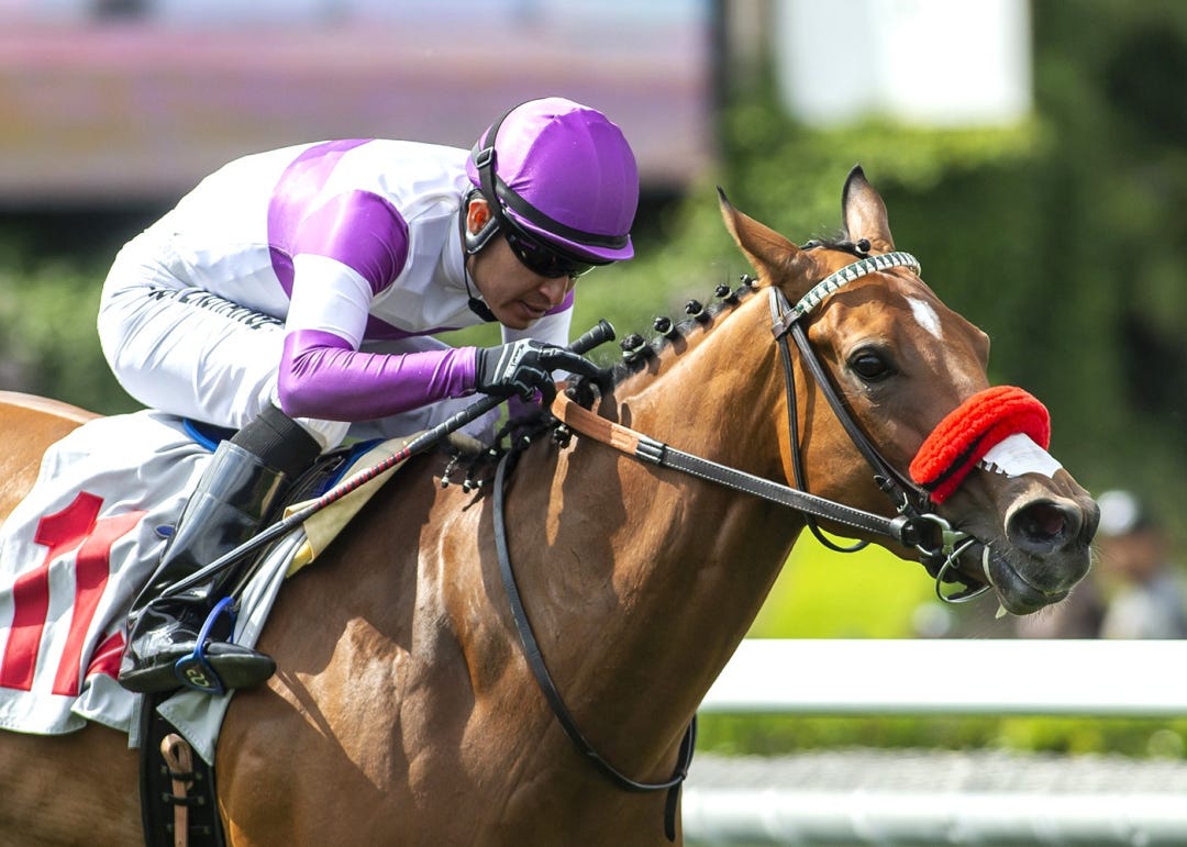 Stay and Scam wins Fran's Valentine at SA May 25 2024