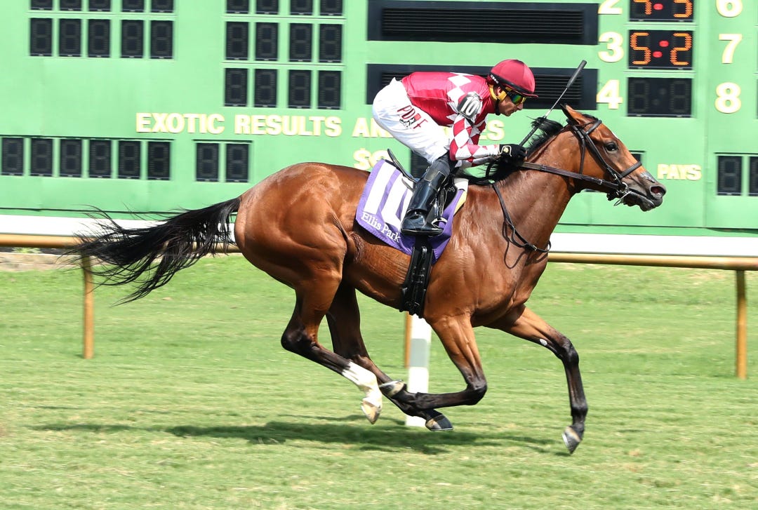Vixen wins maiden at ELP Aug 19 2024
