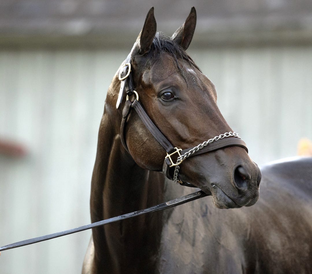 Fierceness at SAR Oct 12 2024