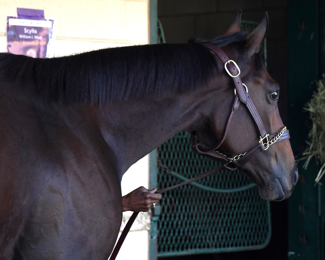 Thorpedo Anna at DMR Oct 29 2024