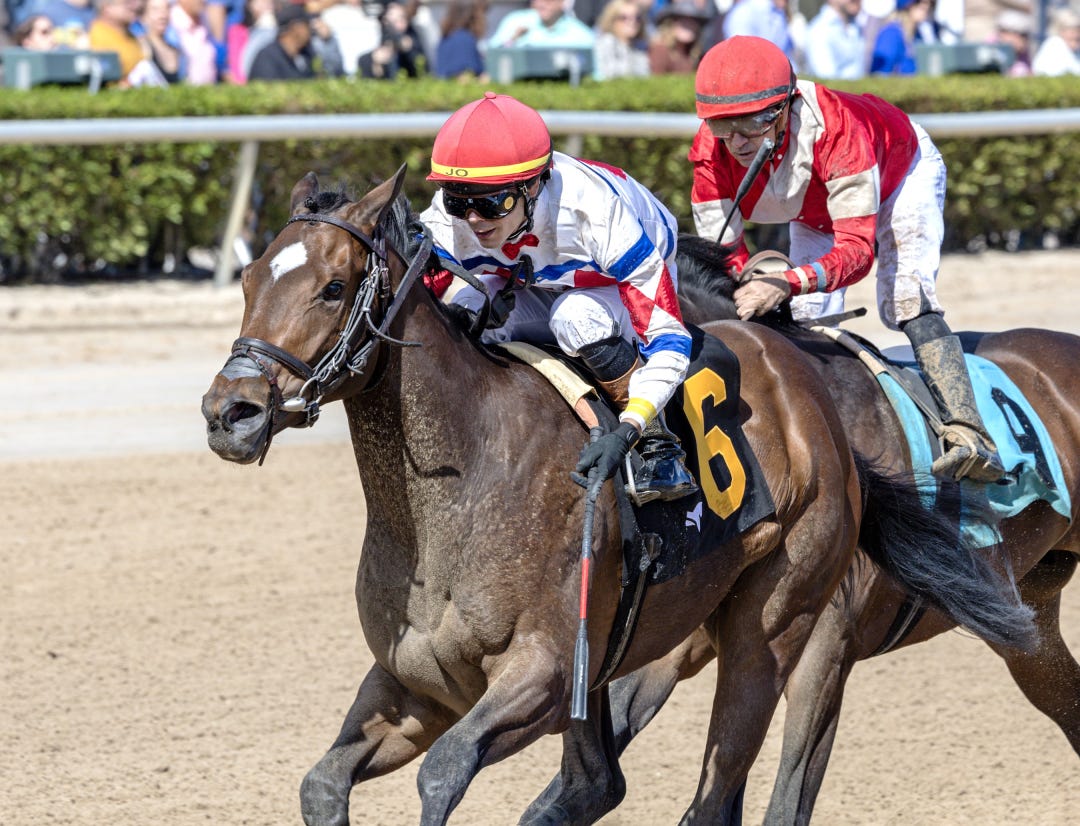 Jimmy's Dailys wins maiden at GP Jan 25 2025