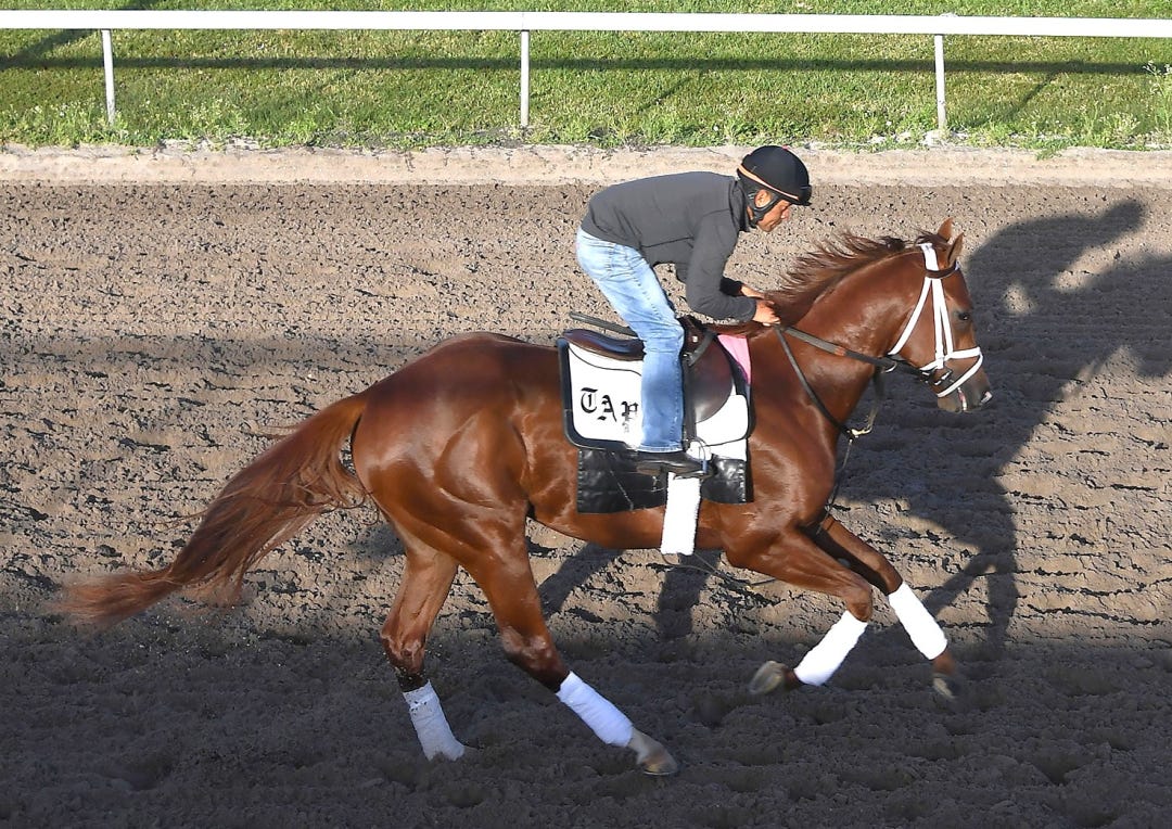 Disruptor at Palm Beach Downs in March 2025