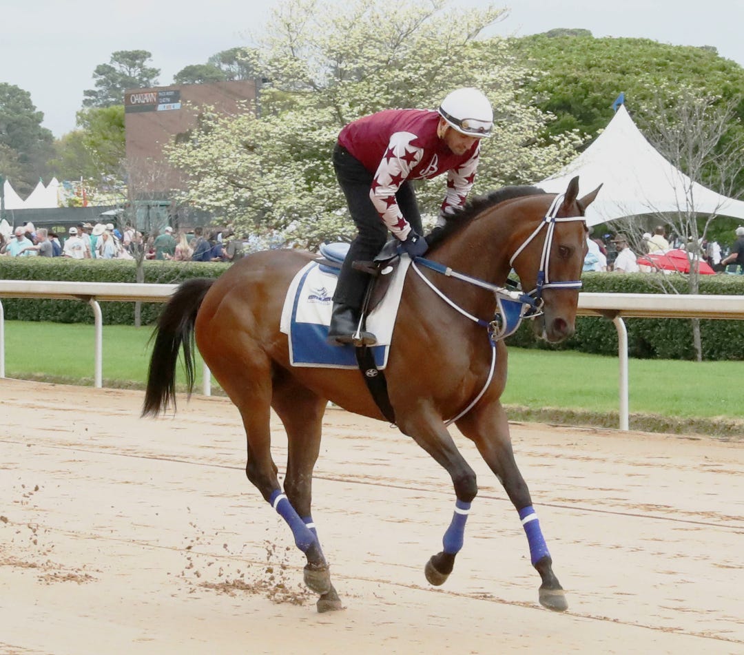 Thorpedo Anna gallops between races at OP March 29 2025