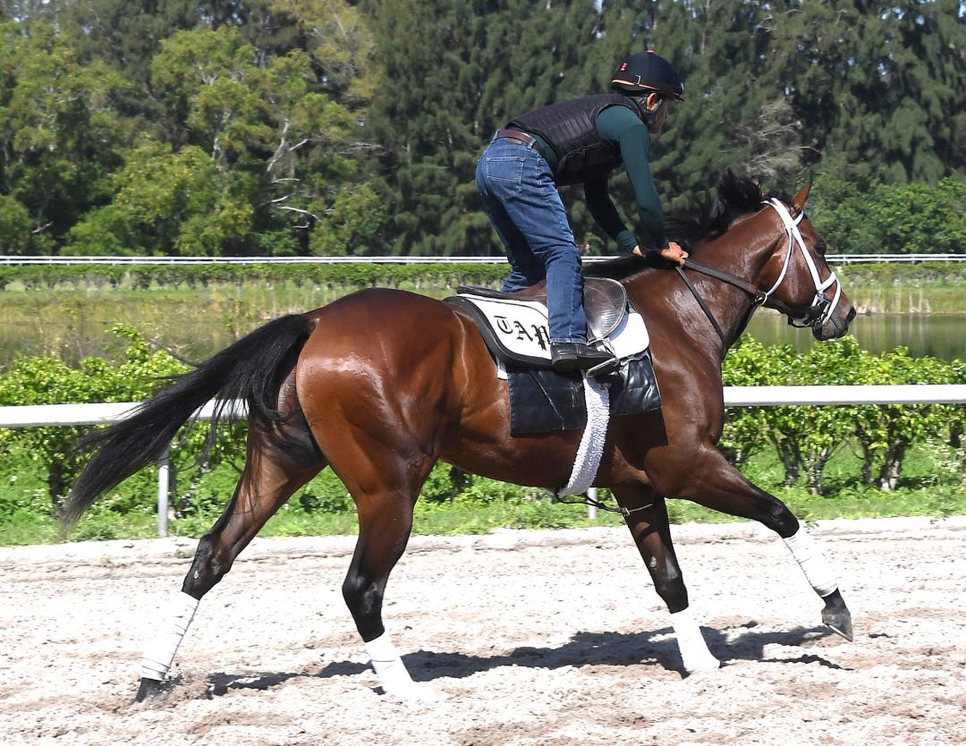 River Thames trains at Palm Beach Downs in March 2025