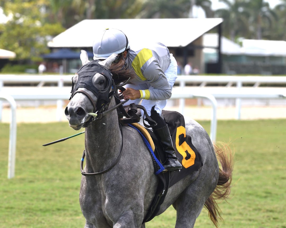 Lennilu wins Royal Palm Juvenile Fillies at GP May 10 2025