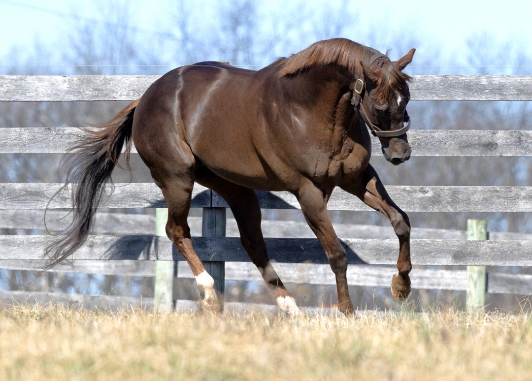 Smarty Jones March 18 2025